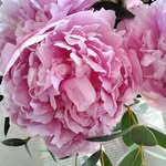 Rose-Marie Otto-Bruc - @rosemarieottobruc - Instagram