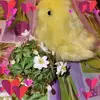 RoseMarie Ottosdotter Ljungberg - @rosemarieottosdotter - TikTok