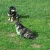 Rosemarie Wolfe - Facebook