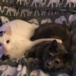 Rosemary Boyd - @kobekami2 - Instagram