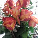 Rose Kilbourn - @rosemarybreen12 - Instagram