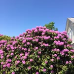 Rosemary Breen - @rosemarybreen - Instagram