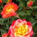 Rosemary Byrd - Facebook