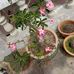 Rosemary Dayu - Facebook