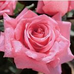 Rosemary Decker - @rosemary.decker.75 - Instagram