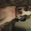 rosemarydevitt - @rosemarydevitt - TikTok