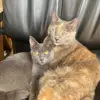 Rosemary&Dill - @twocatsandtheirmom - TikTok