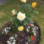 Rosemary Fielder - Facebook