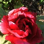 Rosemary Gordon - @rosemaryg3687 - Instagram