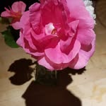 rosemary gordon - @rosemarygordon150 - Instagram