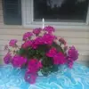 rosemarygordon96 - @rosemarygordon96 - TikTok