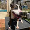 Rosemary Grace - @booksandbullies - TikTok