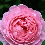 Rosemary Hatch - Facebook