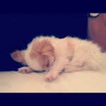 Rosemary Hester - @rotsprojascob326 - Instagram