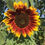 Rosemary Ingraham - Facebook