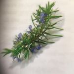 Rosemary McLean - @rosemarymclean - Instagram