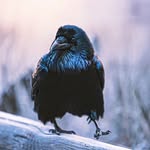 Rosemary McLean Van Gelderen - @fedbyravens - Instagram