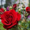 RosemaryMeadows - @1rosemary_meadows1 - TikTok
