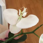Rosemary O'Neill - @rosieon - Instagram
