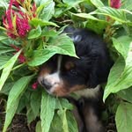 Rosemary O'Neill - @ring_around_the_rosemary - Instagram