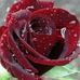 Rosemary RM Rutherford - Facebook
