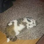 Rosemary Thomson - @thomsonrosemary - Instagram