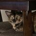 Rosemary Holmes Travis - Facebook