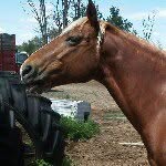 Rosemary  Weaver - @itsallaboutthehorse - Instagram