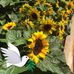 Rosemary Williamson - Facebook