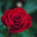 Rosetta Brooks - Facebook
