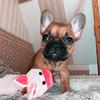 Rosetta - @roosi_frenchie - TikTok
