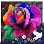 Rosetta Flores - @rosetta.flores.1 - Instagram