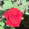 Rosetta Freeman - @rosetta.freeman - TikTok