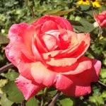 Rosetta Green - @rosetta_green123 - Instagram