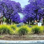 Rosetta Street Greening - @rosettastreetgreening - Instagram