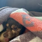 Rosetta Howard - @zettyspaghetti2014 - Instagram