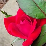 Rosetta Lewis - @coo.kie1161 - Instagram