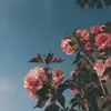 may:) - @mayrosetta - TikTok