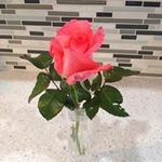 Rosetta Miller - @funshine44 - Instagram