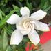 Rosetta Murray - Facebook