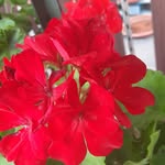 Cristian Godino - @rosettarizzo73 - Instagram