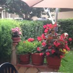 Rosetta Rizzo - @rosetta2067 - Instagram