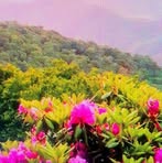 Rosetta Rizzo - Facebook