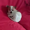rosetta santosuosso - @rosettasantosuoss - TikTok