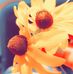 Shannon Watson - Facebook
