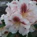 Rosetta Willis - Facebook