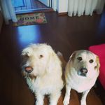 Rosi Smith - @ommad2012 - Instagram