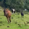 Aaron, Rosie and Nan - @aaron_rosie_and_nan - TikTok