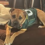 RosieTheBoxerPup - @rosie_aaron_jlove - Instagram