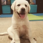 Rosie Avery Hoffylchuk - @yellow.dog.rosie - Instagram